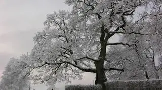 Dąb Wybickiego w szadzi 