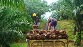 Plantacja palm olejowych w Indonezji