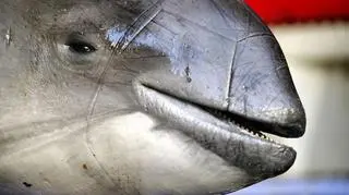 Morświny nie umieją omijać sieci 