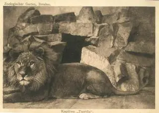 Turridu, lew z zoo w Breslau, na jednej z pocztówek