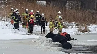 Krowę wyciągnęli za rogi, cielak wydostał się sam