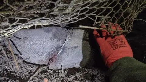 Bóbr wpadł we wnyki, metalowa linka zacisnęła się na jego ogonie 