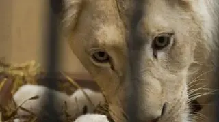 Wciąż nie jest znana ich płeć