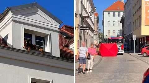 Pies wypadł z okna w Gliwicach