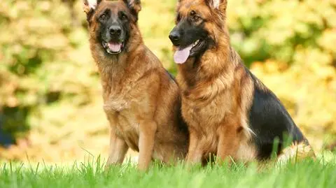 Nowe prawo dla dwóch czworonogów. Lex pies w Sejmie