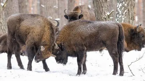 Młode żubry w trakcie zabawy