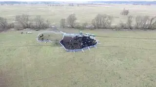Krowy żyją, mimo wcześniejszych planów uboju stada