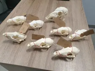 Właściciel stoiska został zatrzymany