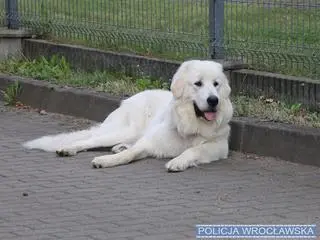 Ukradli samochód wraz z psem