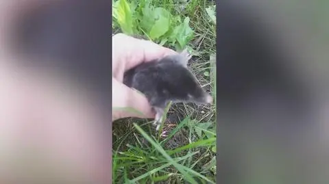 Na ruchliwej ulicy ratowali małego kreta