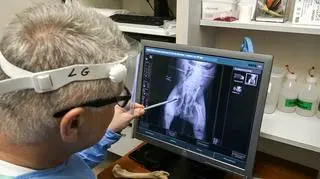 Wilk został prawdopodobnie potrącony