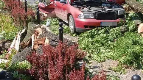 "Jedziesz autem i spada na ciebie drzewo, tak po prostu". Nagranie momentu wypadku