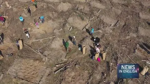 Massive tree planting at Polish beauty spot ravaged by storm