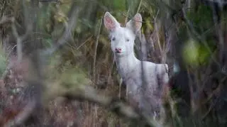 Na terenie jednego z białostockich nadleśnictw można spotkać sarnę albinoskę