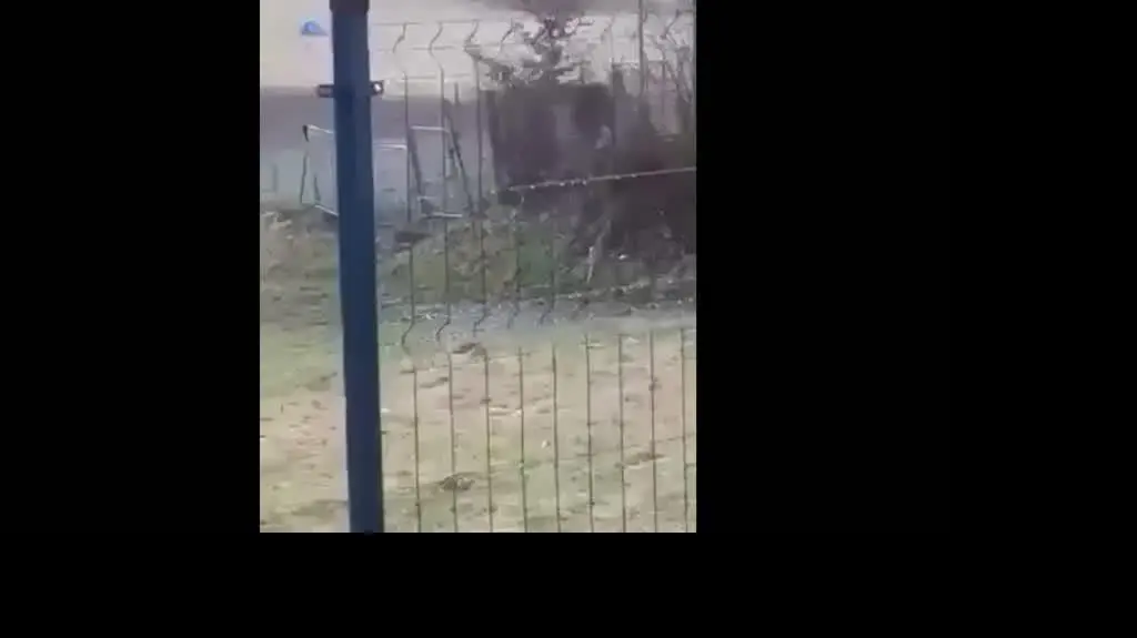 Pies bity łańcuchem