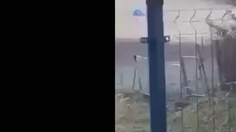 Pies bity łańcuchem