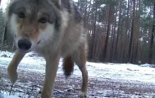 Wilk przestraszył się fotopułapki