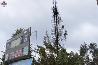 Zdaniem policji za podpalenie drzewa odpowiadają chłopcy w wieku 10 i 11 lat