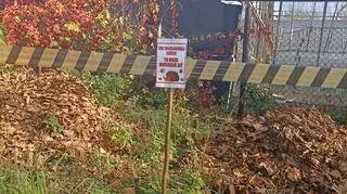 Budują kopce dla jeży w Pabianicach