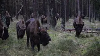 Żubry na poligonie w Drawsku Pomorskim