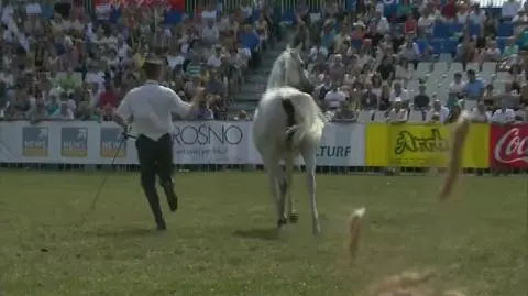 Horse auctions yield 501000 euros at celebrated Polish stud farm