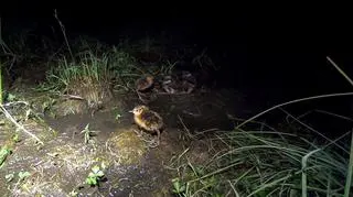 Na zdjęciu z młodym batalionem uwieczniono też pisklęta czajki