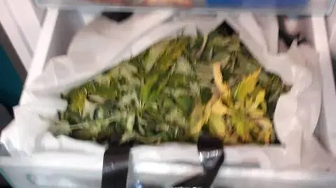 Po drabinie, przez otwór w suficie do uprawy konopi na strychu