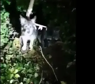 Dwie suczki przywiązane do drzewa w Łodzi
