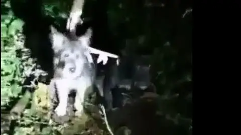 Dwie suczki przywiązane do drzewa w Łodzi