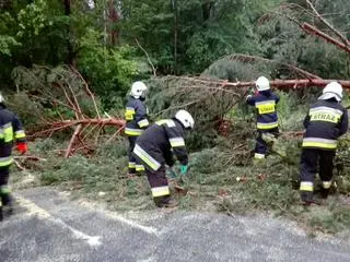 Strażacy usuwali powalone drzewa na drodze wojewódzkiej 618