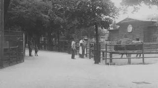 Żubr przeznaczony do wypuszczenia w Puszczy Białowieskiej (1931 r