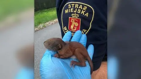 Mała wiewiórka wypadła z gniazda. Matka po nią nie przyszła