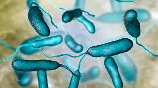 Vibrio vulnificus - zdj. ilustracyjne