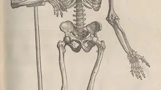 Ilustracje z pierwszego atlasu anatomicznego, Ryciny z: Andreas Vesalius, De humani corporis fabrica