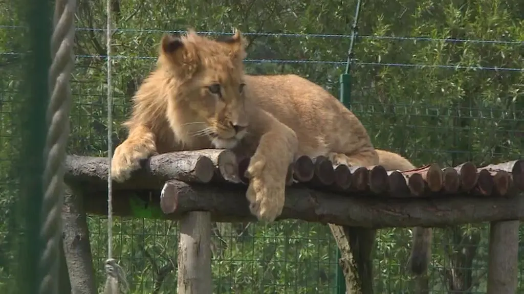 Dwa młode lwy trafiły do poznańskiego zoo