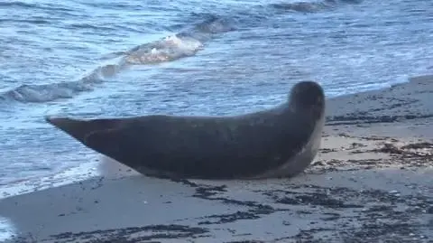 Foka celebrytka od kilku dni gości na plaży