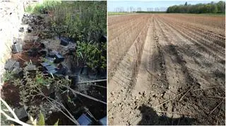 Zniszczone sadzonki przez pijanego mężczyznę