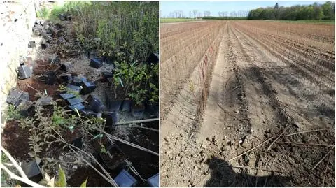 Zniszczone sadzonki przez pijanego mężczyznę