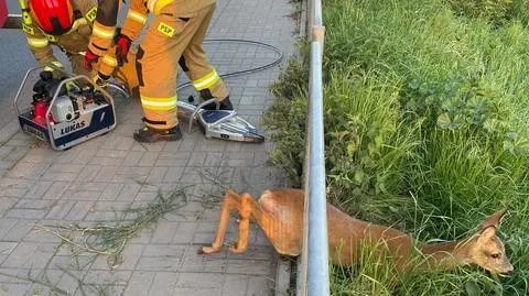 Sarna utknęła w barierce przy drodze. Wezwano strażaków