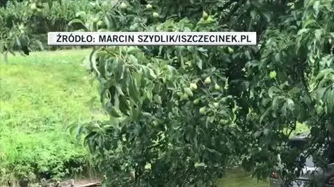 Szczecinek