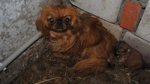 Wyrok za pseudohodowlę pekińczyków