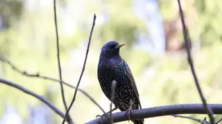 Szpak