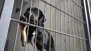 Schronisko dla bezdomnych zwierząt w Szczecinie