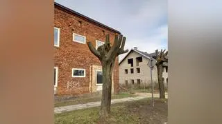 Zniszczone drzewa Zduńska Wola