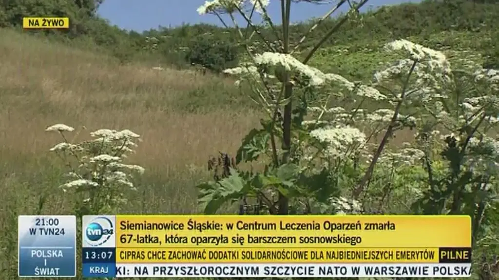 Zmarła kobieta oparzona Barszczem Sosnowskiego