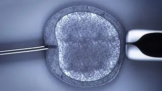 Pierwszy dzień obowiązywania ustawy o in vitro