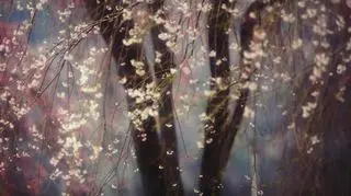 Wyróżnienie - Sakura 