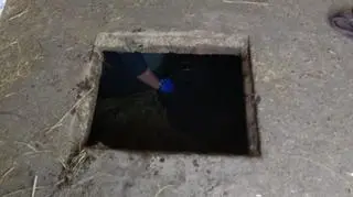 Koń wpadł do szamba. Pomogli strażacy 