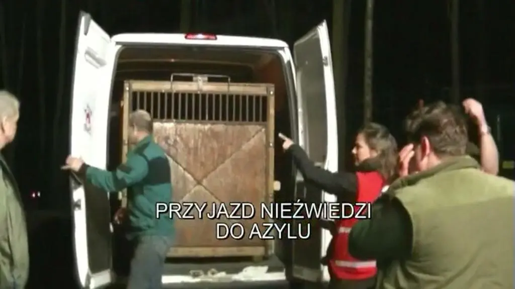 Niedźwiedzie już w Poznaniu 
