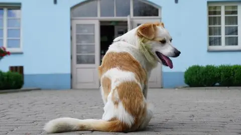 Romeo podczas wojny stracił łapę, teraz pracuje w polskim urzędzie na "dwa etaty"